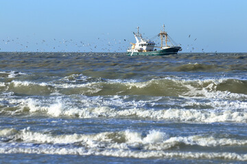 Shrimp trawler fishing in the North Sea near to the Netherlands beach, followed by a flock of...