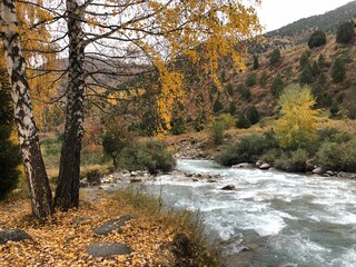 autumn in the forest