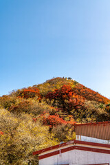 長崎県雲仙市　秋の妙見岳山頂