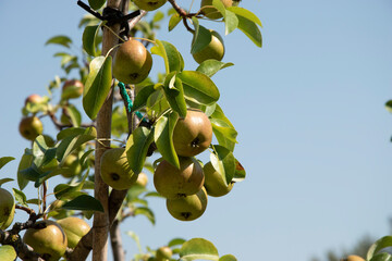 Apples on a tree branch, healthy and delicious fruit