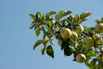 Apples on a tree branch, healthy and delicious fruit