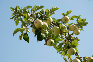 Apples on a tree branch, healthy and delicious fruit