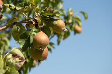 Pears on a tree branch, healthy and delicious fruit