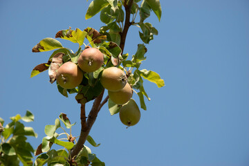Pears on a tree branch, healthy and delicious fruit