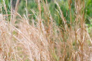 Close up of dried meadow grasses in the wind near a woodland ~A MEADOW'S SPLENDOR~