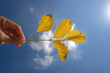 Obraz premium Yellow leaves against the sky and before the clouds