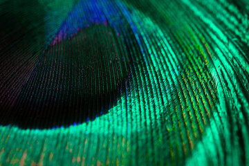 Peacock feather close-up, macro photography. Saturated iridescent hues, spectacular holiday...
