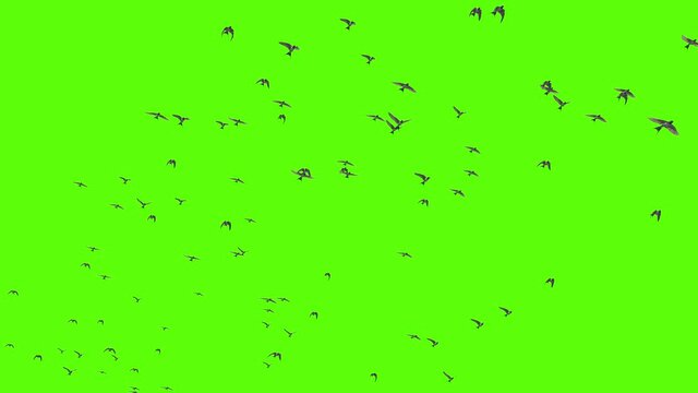 A flock of swallows migrating, 3D animation, suitable for scene compositing