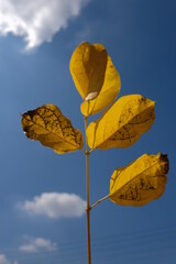 Yellow leaves against the sky and before the clouds