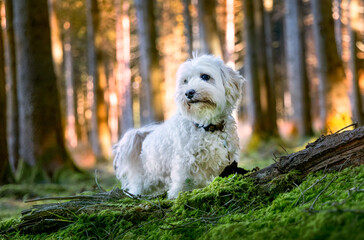 König der Hunde, Maltipoo süßer weißer Hund im Wald