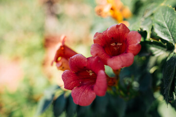 Close-up of Campsis rdicans and their deep red flowers, sun in the background