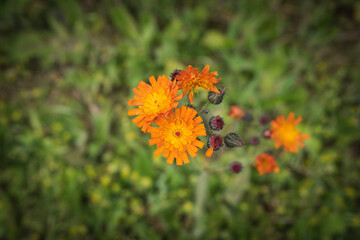 Blume