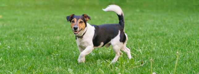 Jack Russell Terrier walking in the city park. Happy funny dog. Green lawn. Animals theme.