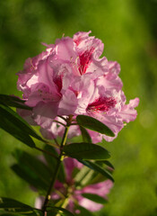 Obraz premium Pink rhododendron branch. Macro, summer and floral concept with natural green leaves background and beautiful soft bokeh. Closeup of pink flowers 