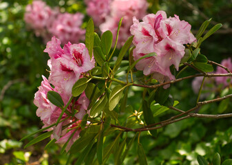 Bush of pink rhododendron flowers. Macro summer floral concept with natural green leaves background. Branches and bunches of flowers