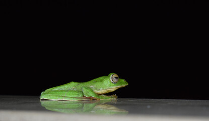 Sleepy Green Frog at Night