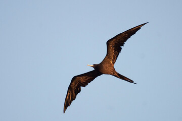 Magnificent Frigatebird, Fregata magnificens, in flight