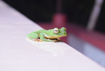 Sleepy Green Frog at Night