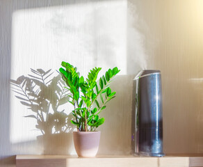 Ornamental deciduous houseplant Zamioculcas and a humidifier with steam on a sunlit shelf in a home interior.