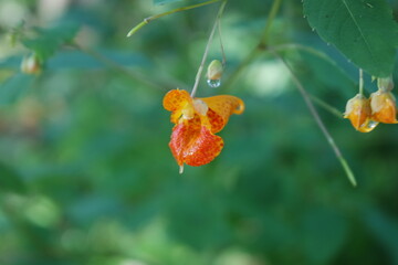 Closeup of flower with dew