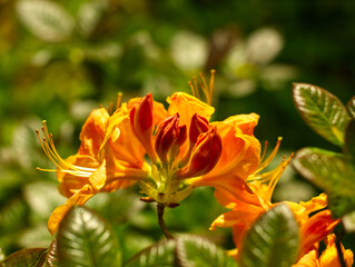 Orange rhododendron flower in full bloom. Macro summer floral concept with natural green background and soft bokeh. Closeup of bunch of flowers