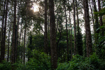 Scenic view of the trees providing shade to coffee plantations in Yercaud hill station, Tamil Nadu, India