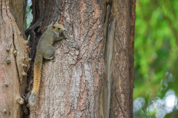 Squirrel on tree trunk in the forest.