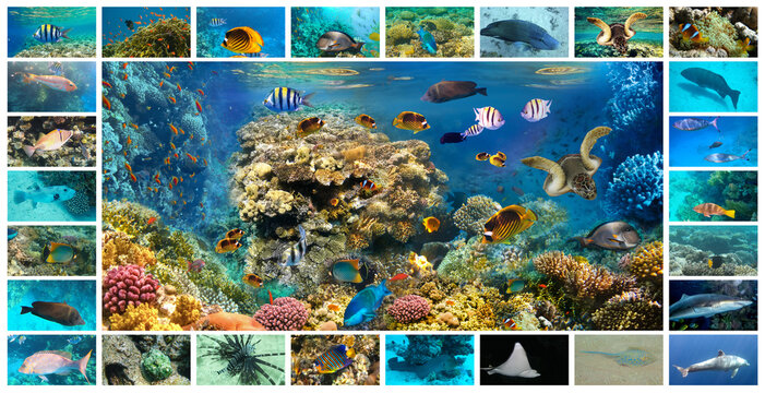 collage of underwater images. Collection of tropical fishes