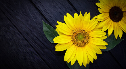 Autumn background with sunflowers on a dark wooden board.  Sunflower