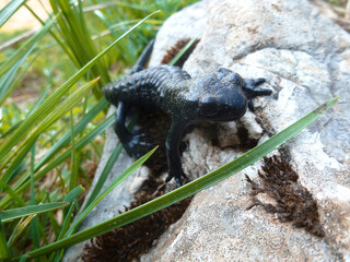 Alpine salamander (Salamandra altra) in natural environment, close up, in high mountains