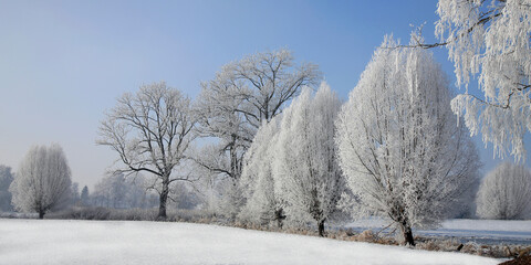 Verschiedene Bäume mit Rauhreif überzogen, Winterlandschaft, Panorama