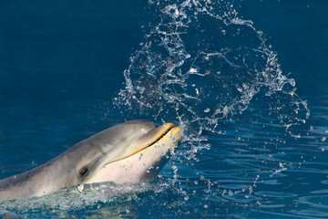 Große Tümmler (Tursiops truncatus) Delfin schaut aus Wasser, Wasserfontäne © Aggi Schmid