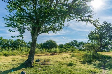 Natural green field with trees and pastures at summer sunny day