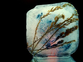 spikelets frozen in ice in creative macro photography