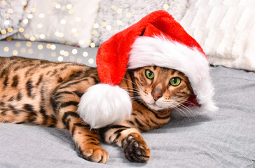 Adorable green-eyed, spotted bengal cat in red Christmas hat lying on bed looking at camera on grey background. Christmas greeting card.