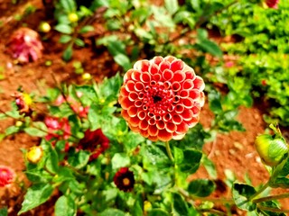 red dahlia flower