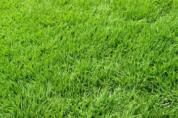 green grass background