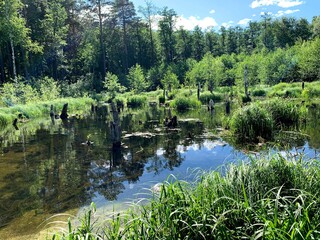 lake and forest