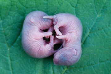 Newborn little mice on a green leaf.