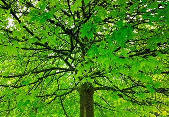 View of leaves and trunk, pure nature
