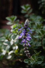 primer plano de planta herbal skullcap para medicina alternativa con flor azul hoja carnosa cordoba argentina