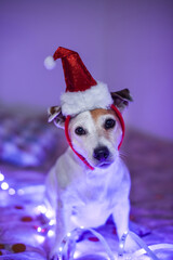 Funny dog in a santa hat, costume for a masquerade party. Festive concept Merry Christmas and Happy New Year. Christmas Eve