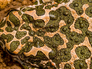 green toad (bufotes viridis), skin detail