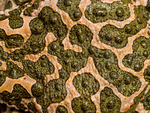 green toad (bufotes viridis), skin detail