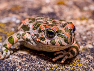 green toad (bufotes viridis)