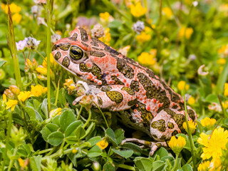 green toad (bufotes viridis)