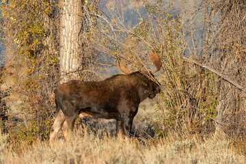 Bull Moose During the Rut in Wyoming in Autumn