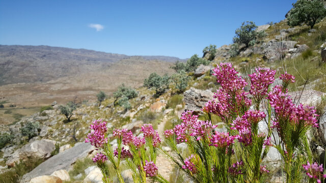 Pink flowers at Cederberg Wilderness Area