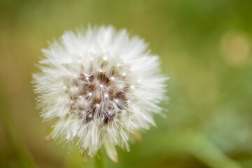 Close up shot of dandelion flower with bokeh background