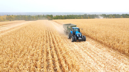 Obraz premium Aerial view of tractor with trailer transporting corn cargo along field during harvesting. Agricultural machine driving through farmland with grain in trailer. Beautiful rural landscape at background